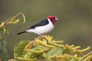 Red-capped Cardinal © Christopher Calonje