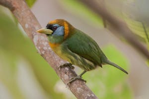 Red-headed Barbet © Christopher Calonje