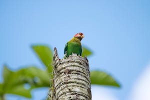 Rose-faced Parrot © Christopher Calonje