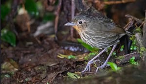 Antpitta © JJ Arango