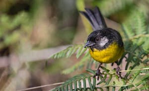 Brush Finch © JJ Arango