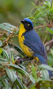 Mountain Tanager © JJ Arango
