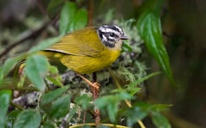 Warbler © JJ Arango