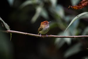 Scale-crested Pygmy © Christopher Calonje