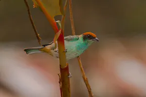 Scrub-Tanager © Christopher Calonje