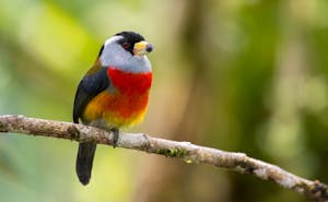 Toucan Barbet © JJ Arango