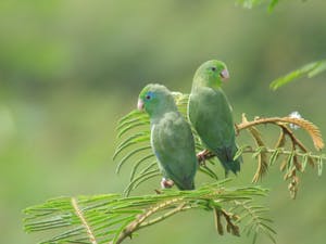 Spectacled Parrotlet © Christopher Calonje