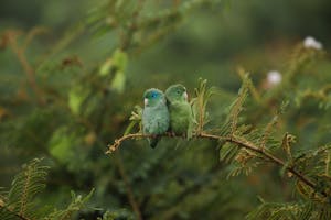 Spectacled Parrotlet © Christopher Calonje