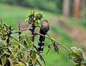 Squirrel Cuckoo © Christopher Calonje