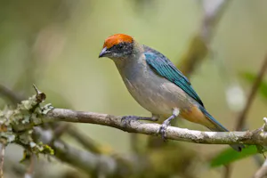 Scrub Tanager © JJ Arango