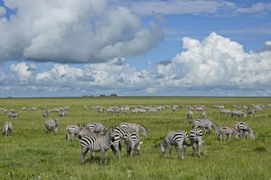 Zebras © Walt Anderson