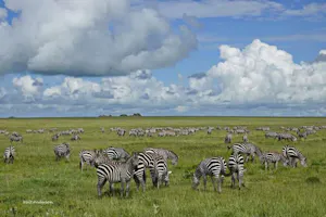 Zebras © Walt Anderson