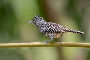 Bar-crested Antshrike © JJ Arango
