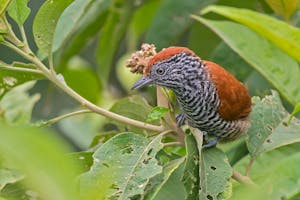 Bar-crested Antshrike © JJ Arango