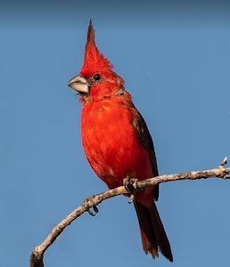 Vermillion Cardinal © JJ Arango