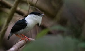 White-bearded Manakin © JJ Arango