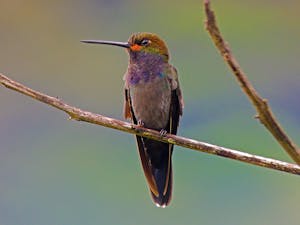 White-tailed Hillstar © Christopher Calonje