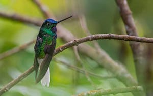 White-tailed Starfrontlet © JJ Arango