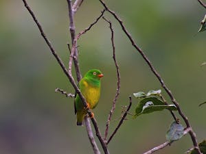 Yellow-collared Chlorophonia © Christopher Calonje