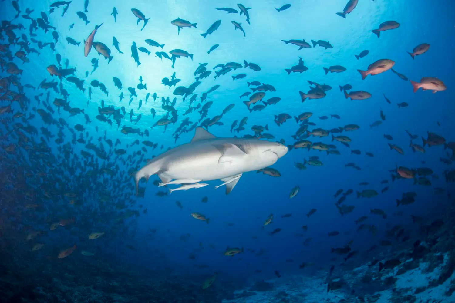 Bullshark with Red Snappers © Richard Barnden - Cheesemans Ecology Safaris