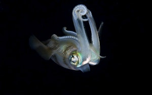 Cuttlefish © Richard Barden