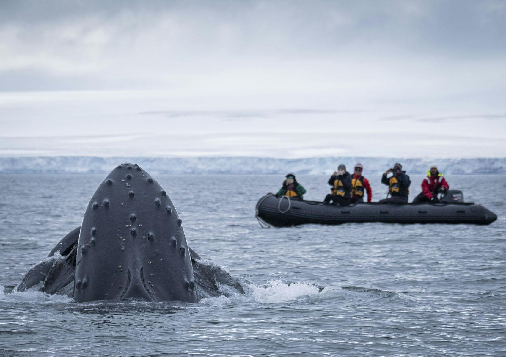 Humpback Whale © Scott Davis