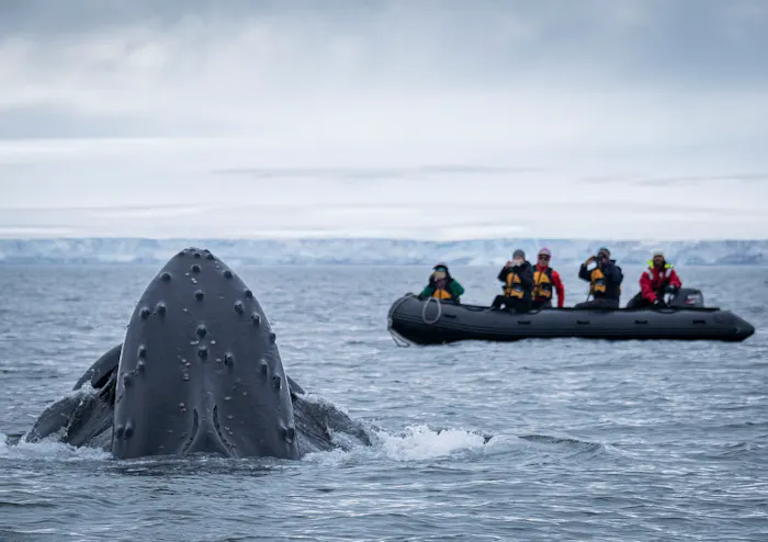 Humpback Whale &copy; Scott Davis