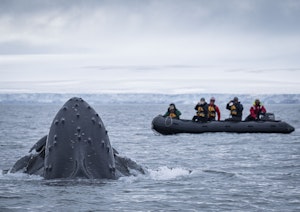 Humpback Whale © Scott Davis