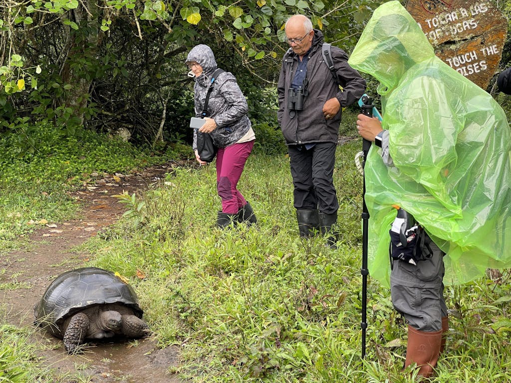 Galapagos Giant Tortoise © Gina Barton