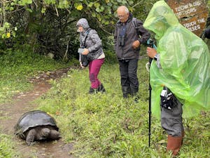 Galapagos Giant Tortoise © Gina Barton