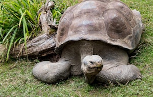 Galapagos Tortoise © Cheesemans' Ecology Safaris