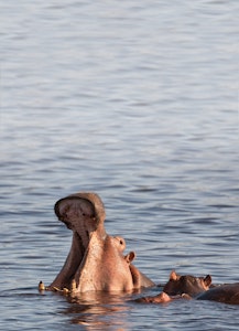 Hippo © Cheesemans' Ecology Safaris