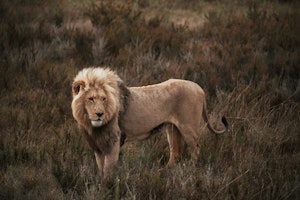 Lion © Cheesemans' Ecology Safaris