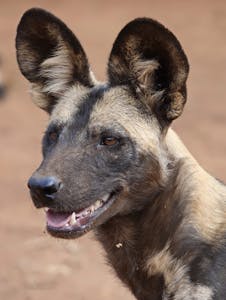 African Wild Dog © Walt Anderson