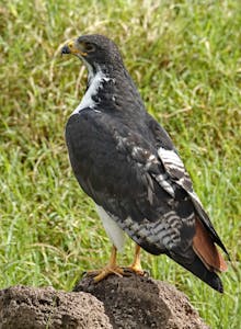 Augur Buzzard © Walt Anderson