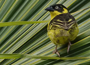 Baglafecht Weaver © Walt Anderson