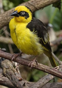 Baglafecht Weaver © Walt Anderson