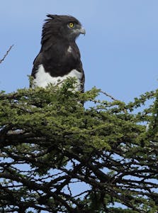 Black-chested Snake-eagle © Walt Anderson