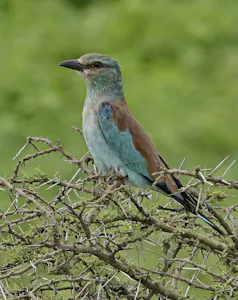 European Roller © Walt Anderson
