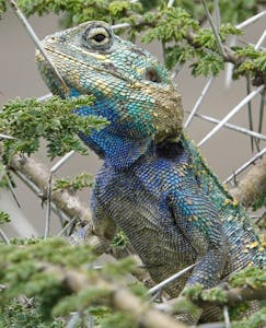 Southern Tree Agama © Walt Anderson