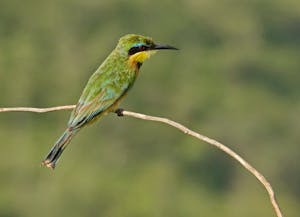 Little Bee-eater © Walt Anderson