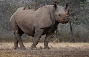 Black Rhino, Red-billed Oxpecker © Walt Anderson