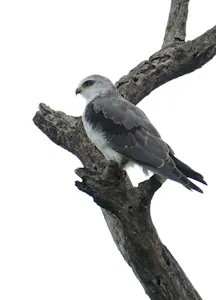 Black-winged Kite © Walt Anderson