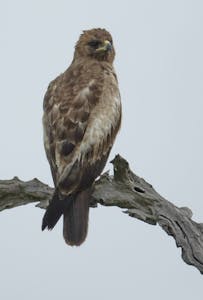 Booted Eagle © Walt Anderson