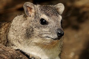Bush Hyrax © Walt Anderson