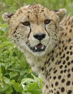 Cheetah © Walt Anderson