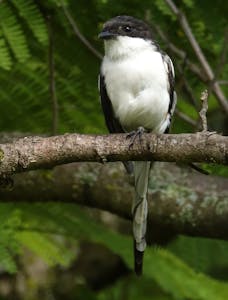 Common Fiscal © Walt Anderson