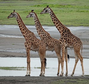 Giraffes © Walt Anderson