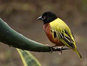 Golden-backed Weaver © Walt Anderson