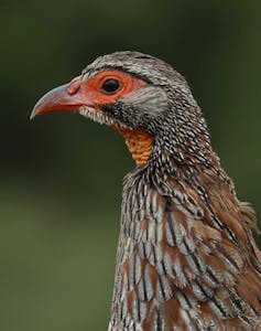 Gray-breasted Spurfowl © Walt Anderson